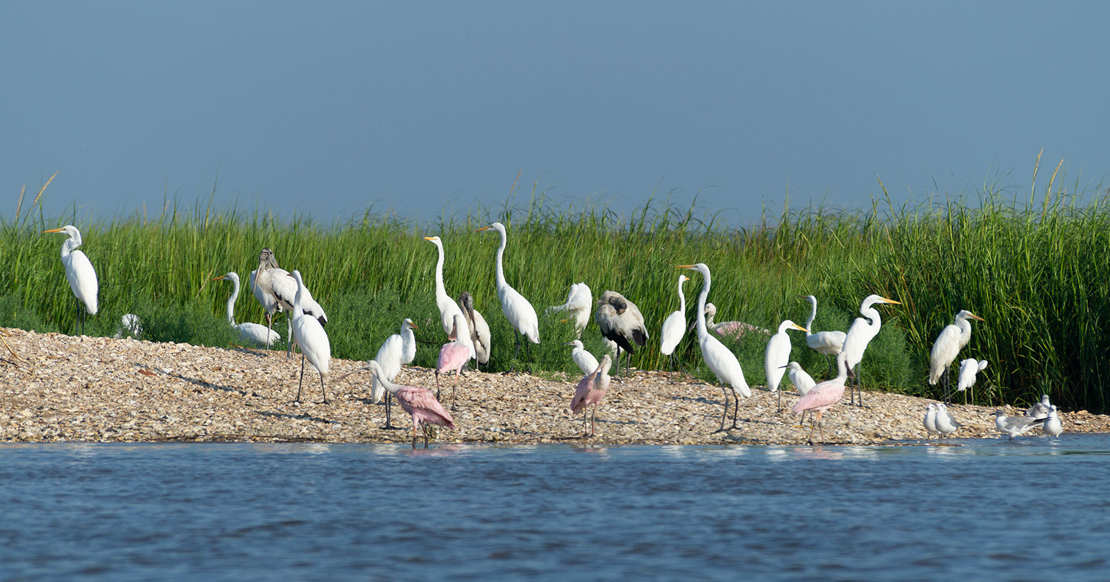 crane bird