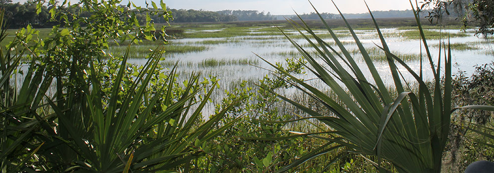 Plants on the river