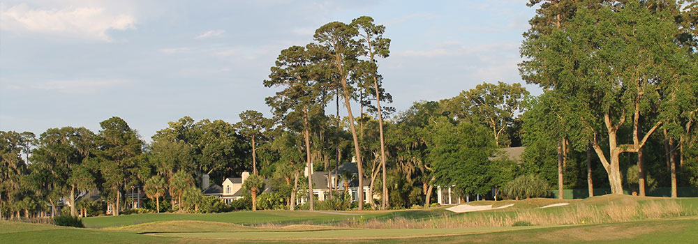 long and big trees