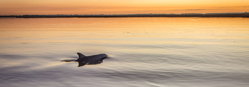 Dolphin pin on calm water