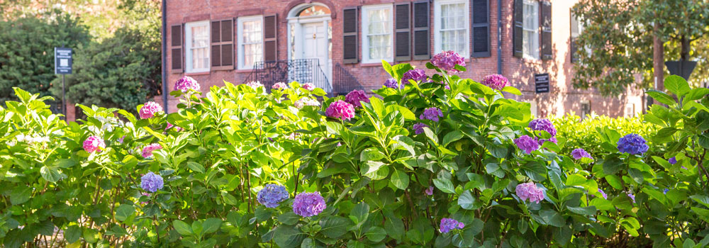 Pink blue and purple flower