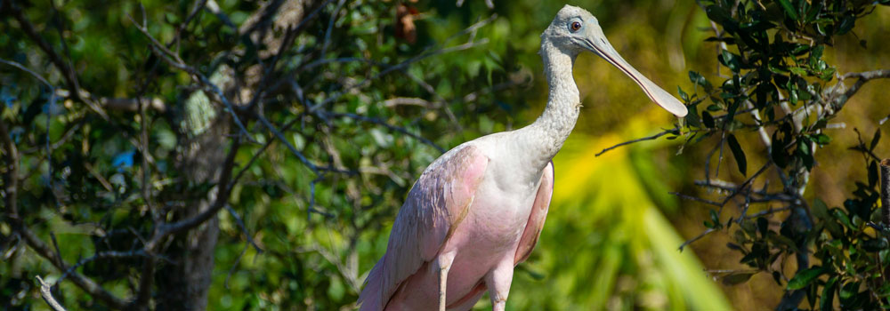 spoonbill bird