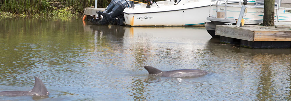 Dolphins