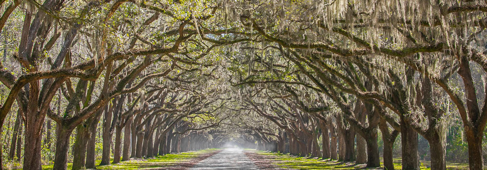 Road under the trees