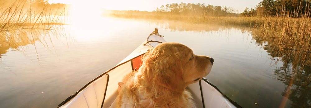 Golden retriever on the river