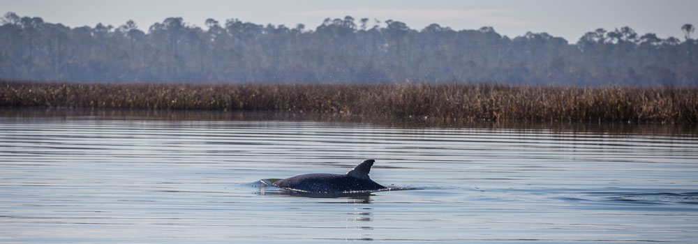 Dolphin on river